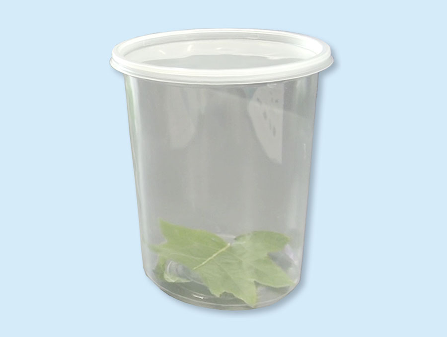Leaf sealed in a plastic container.
