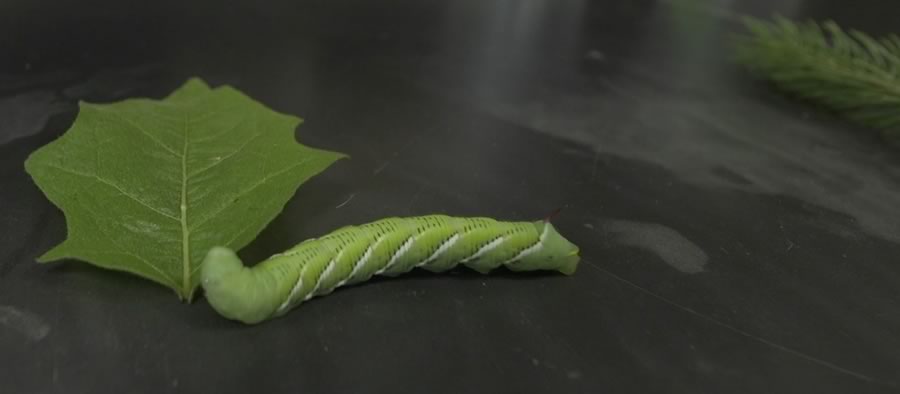 Caterpillar choosing between leaves set 6 inches apart.