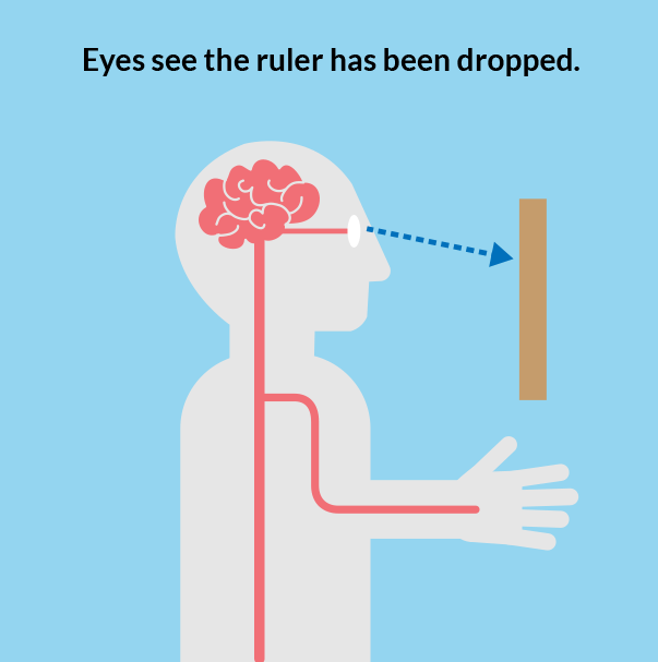 Panel one of three drawings. Panel one shows that the eyes see a ruler dropping.