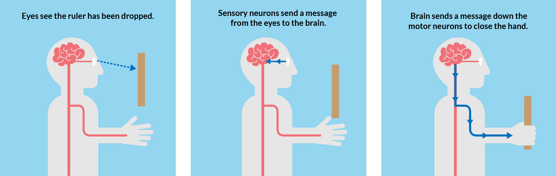 Three panel drawing. Panel one shows that the eyes see a ruler dropping. Panel two show that sensory neurons send a message from the eyes to the brain. Panel three shows that the brain sends a message down motor neurons to close the hand to catch the ruler.