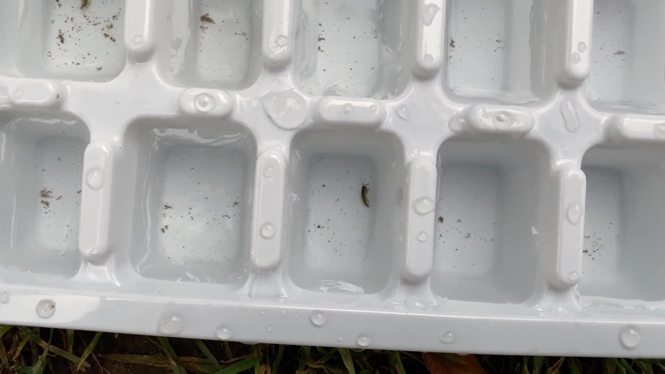 Some plant material and bugs in the bottom of some water in a white ice cube tray.