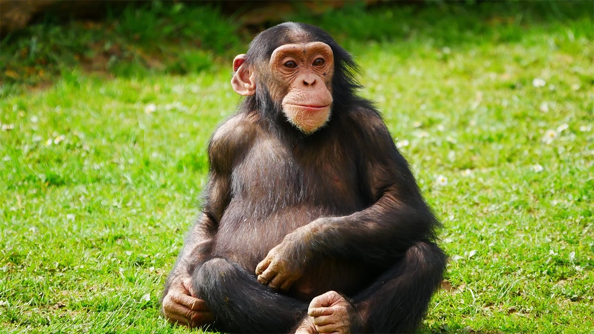 Chimpanzee Photo