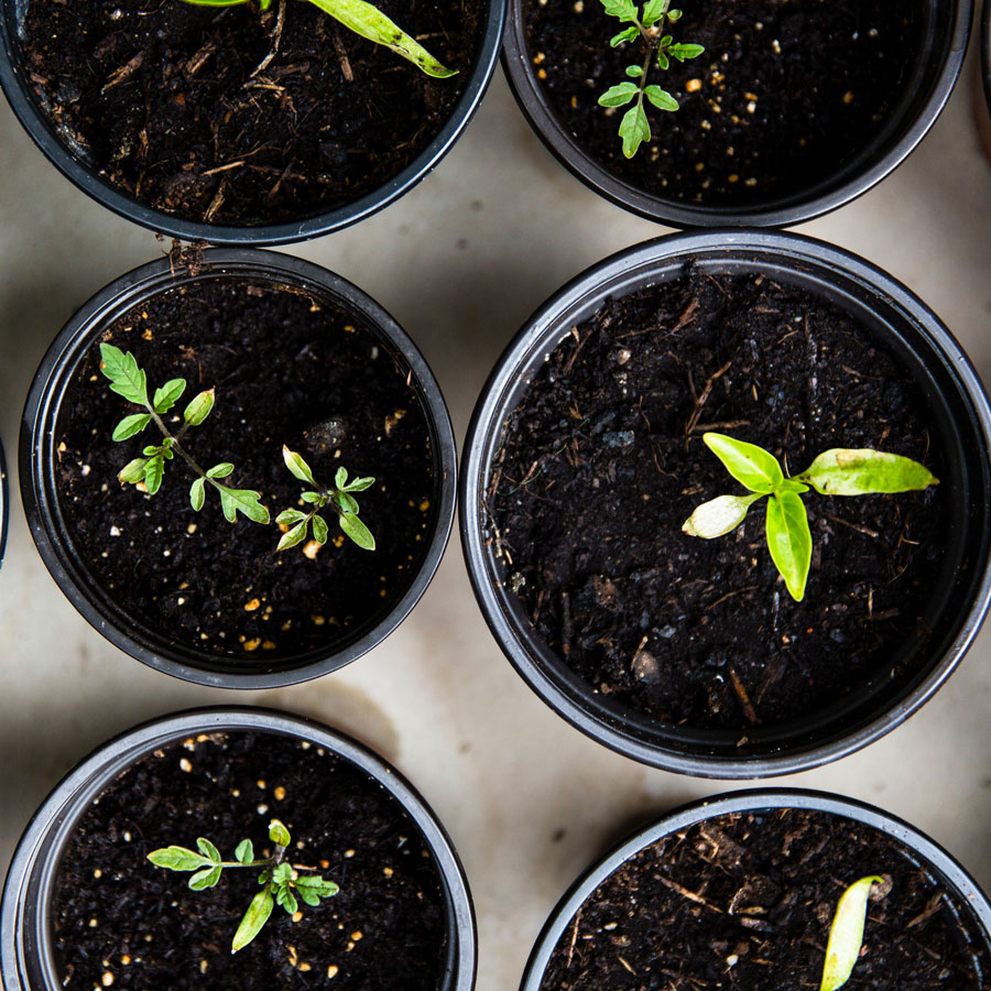 Photo looking down on several pots with green shoots starting to emerge from the soil.