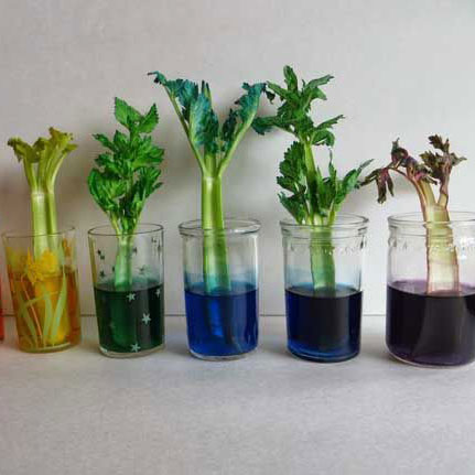 Different plants in jars with dyed water display a broad range of colors.