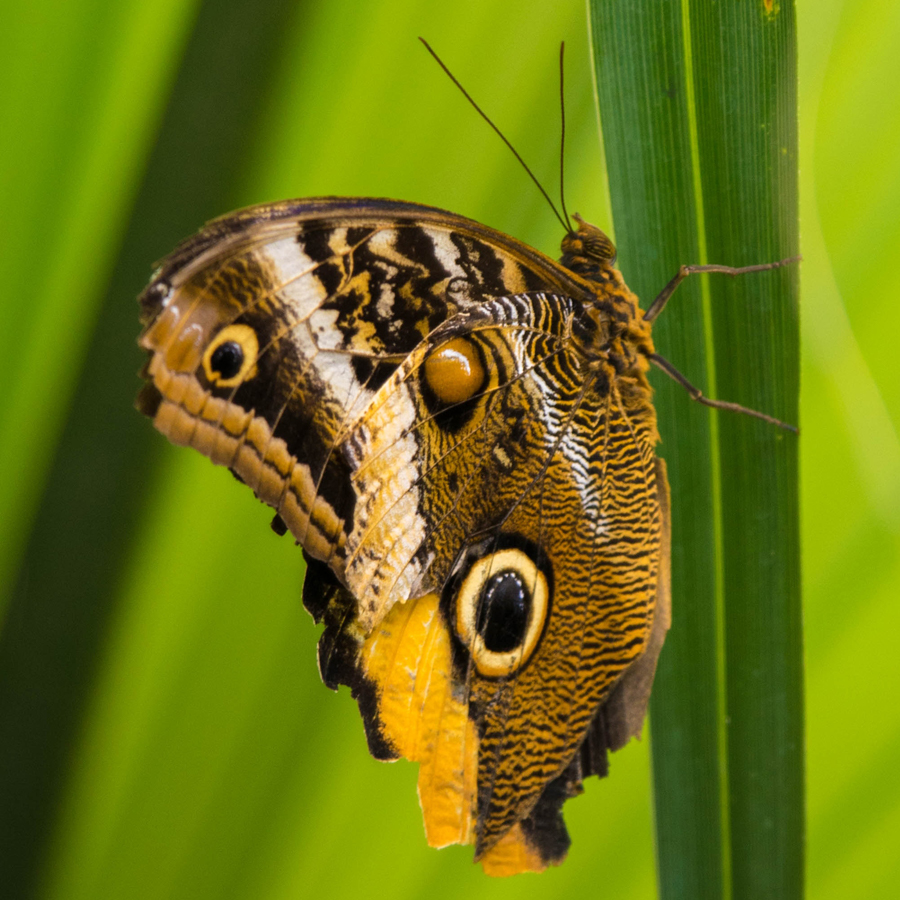 Closeup of a camouflaged butterfly.