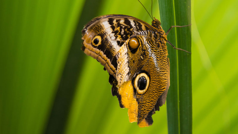 Closeup of a camouflaged butterfly.