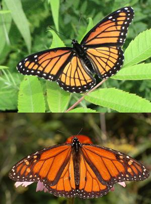 Photo comparing the similar characteristics of the Viceroy and Monarch butterfly.