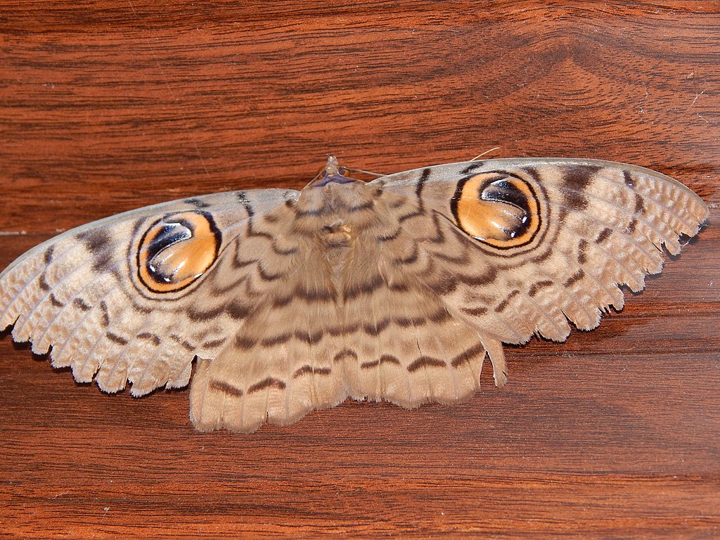Photo displaying how the back and wings of an Indian Owl Moth look like an owls' face.