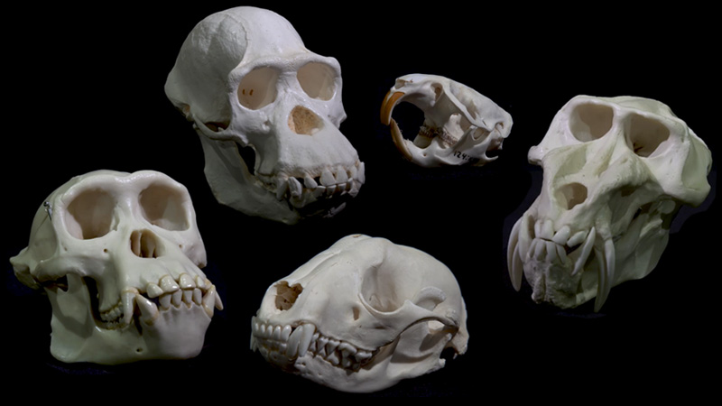 A series of animal skulls on a black background