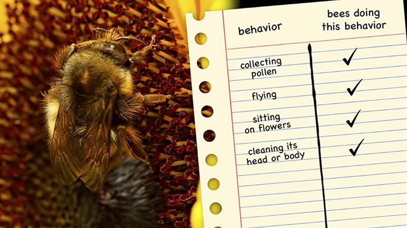 Photo of a bumbleebee and a superimposed checklist of behaviors - collecting pollen, flying, sitting on flowers, and cleaning its head or body.