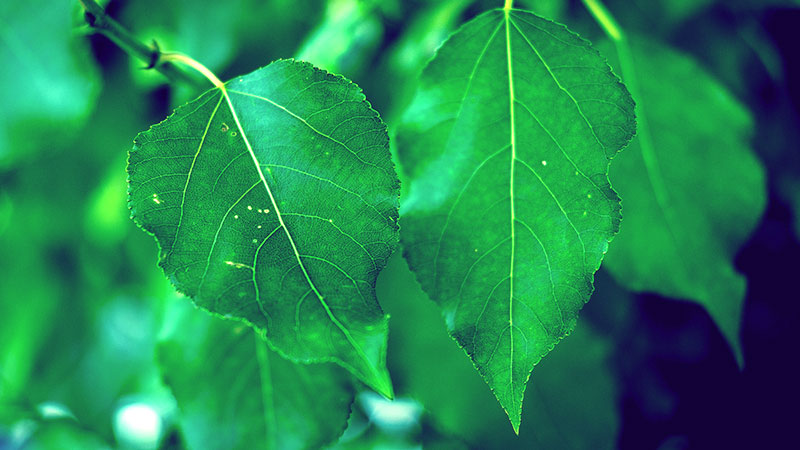 Closeup of leaves and their veins.