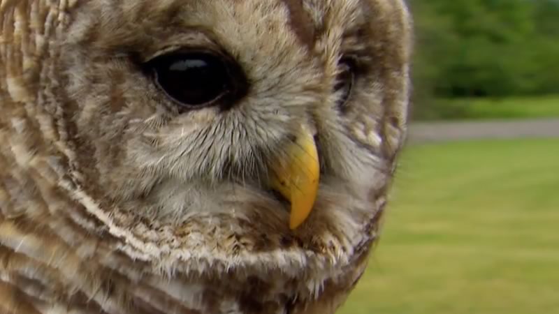 Closeup of a bard owl's face.