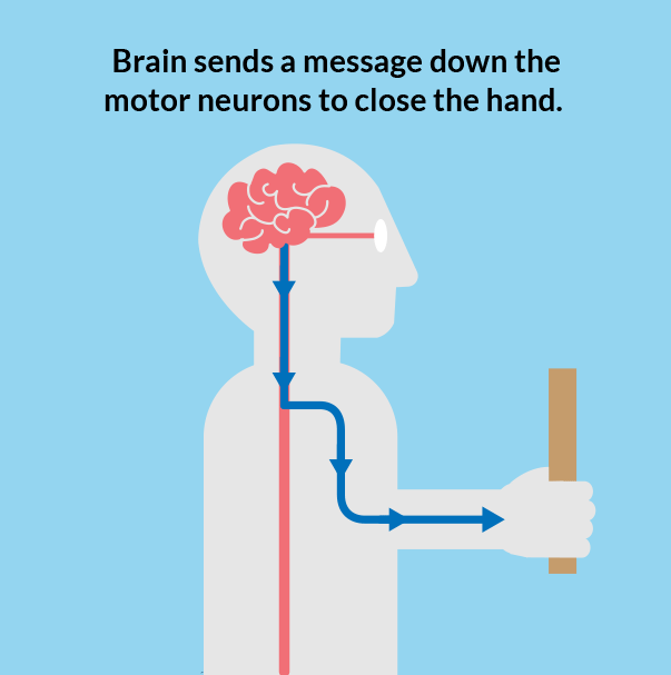 Panel three of three drawings. Panel three shows that the brain sends a message down motor neurons to close the hand to catch the ruler.