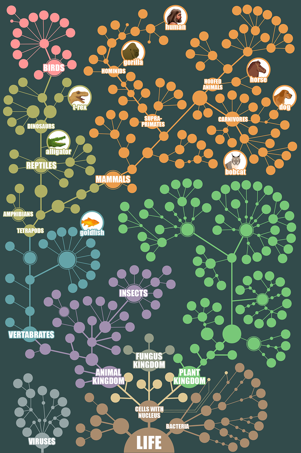 Phylogenic Tree Chart