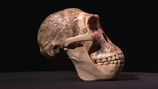 Australopithecus africanus Photo