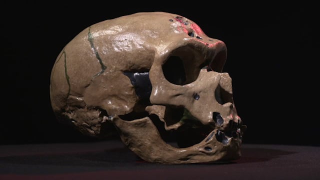 Homo neanderthalensis Photo