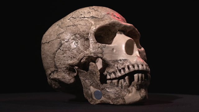 Homo Sapiencs Skull Photo